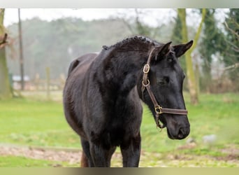 Anglo European Studbook, Mare, 3 years, 15,2 hh, Black