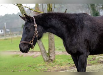 Anglo European Studbook, Mare, 3 years, 15,2 hh, Black