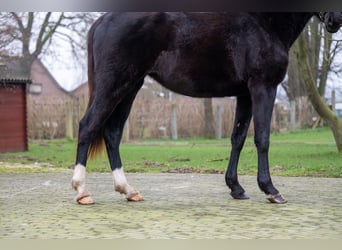 Anglo European Studbook, Mare, 3 years, 15,2 hh, Black