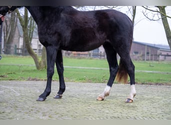 Anglo European Studbook, Mare, 3 years, 15,2 hh, Black