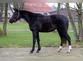 Anglo European Studbook, Mare, 3 years, 15,2 hh, Black