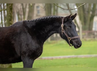 Anglo European Studbook, Mare, 3 years, 15,2 hh, Black