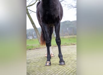 Anglo European Studbook, Mare, 3 years, 15,2 hh, Black