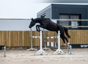 Anglo European Studbook, Mare, 3 years, 15,2 hh, Black