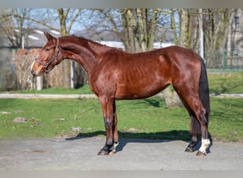 Anglo European Studbook, Mare, 3 years, 15,2 hh, Brown