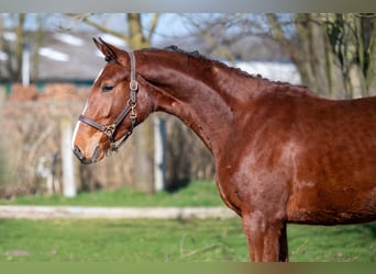 Anglo European Studbook, Mare, 3 years, 15,2 hh, Brown