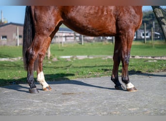 Anglo European Studbook, Mare, 3 years, 15,2 hh, Brown