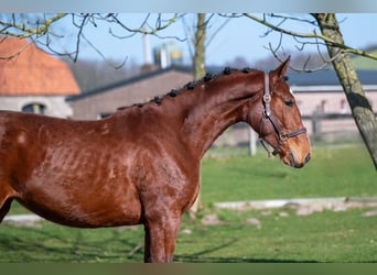 Anglo European Studbook, Mare, 3 years, 15,2 hh, Brown