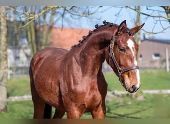 Anglo European Studbook, Mare, 3 years, 15,2 hh, Brown