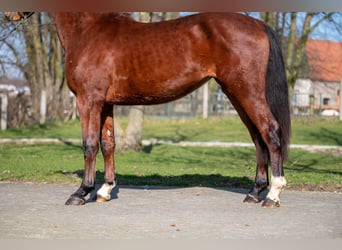 Anglo European Studbook, Mare, 3 years, 15,2 hh, Brown