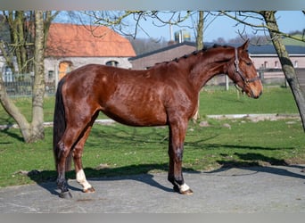 Anglo European Studbook, Mare, 3 years, 15,2 hh, Brown