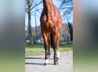 Anglo European Studbook, Mare, 3 years, 15,2 hh, Brown