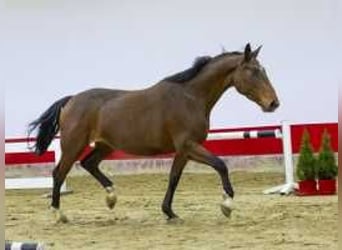 Anglo European Studbook, Mare, 3 years, 15,2 hh, Brown