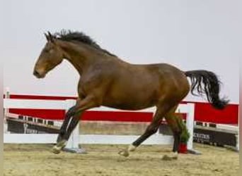 Anglo European Studbook, Mare, 3 years, 15,2 hh, Brown