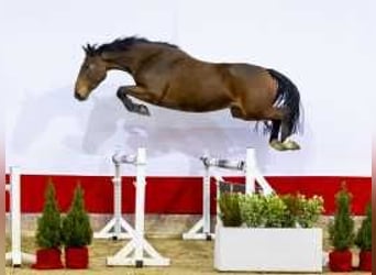 Anglo European Studbook, Mare, 3 years, 15,2 hh, Brown