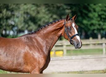 Anglo European Studbook, Mare, 3 years, 15,2 hh, Brown