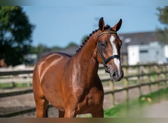 Anglo European Studbook, Mare, 3 years, 15,2 hh, Brown