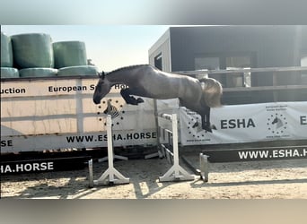 Anglo European Studbook, Mare, 3 years, 15,2 hh, Gray