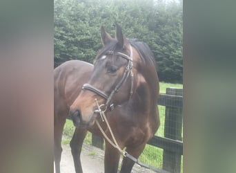 Anglo European Studbook, Mare, 3 years, 15.3 hh, Brown