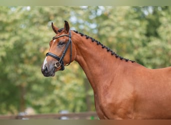 Anglo European Studbook, Mare, 3 years, 15.3 hh