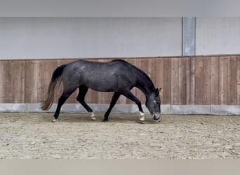 Anglo European Studbook, Mare, 3 years, 15 hh, Grey