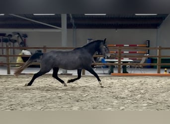 Anglo European Studbook, Mare, 3 years, 15 hh, Grey