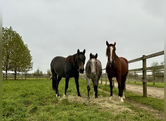 Anglo European Studbook Mix, Mare, 3 years, 15,1 hh, Grey