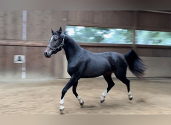 Anglo European Studbook, Mare, 3 years, 15,2 hh, Bay-Dark