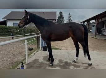 Anglo European Studbook, Mare, 3 years, 15,2 hh, Bay