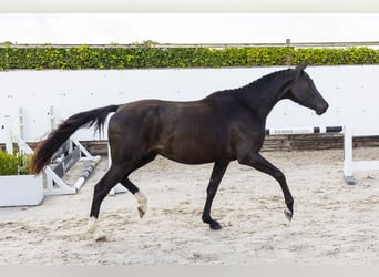 Anglo European Studbook, Mare, 3 years, 15,2 hh, Black
