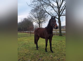 Anglo European Studbook, Mare, 3 years, 15,2 hh, Brown