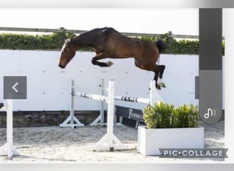 Anglo European Studbook, Mare, 3 years, 15,2 hh, Brown