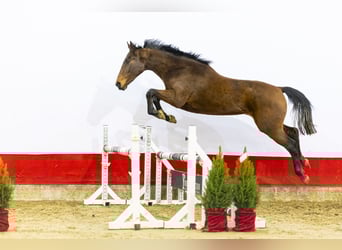 Anglo European Studbook, Mare, 3 years, 15,2 hh, Brown