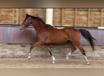 Anglo European Studbook, Mare, 3 years, 15,3 hh, Brown