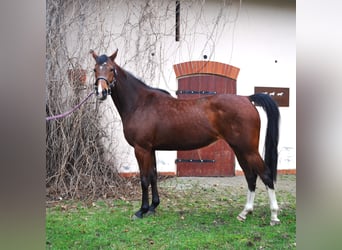 Anglo European Studbook, Mare, 3 years, 16.1 hh, Brown