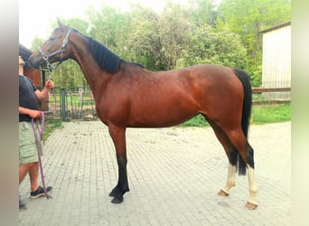 Anglo European Studbook, Mare, 3 years, 16.1 hh, Brown