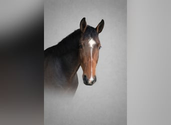 Anglo European Studbook, Mare, 3 years, 16.1 hh, Brown