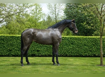 Anglo European Studbook, Mare, 3 years, 16.1 hh, Brown