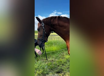 Anglo European Studbook, Mare, 3 years, 16,1 hh, Chestnut