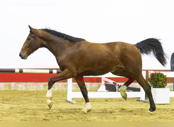 Anglo European Studbook, Mare, 3 years, 16.1 hh