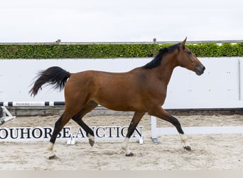Anglo European Studbook, Mare, 3 years, 16.2 hh, Brown