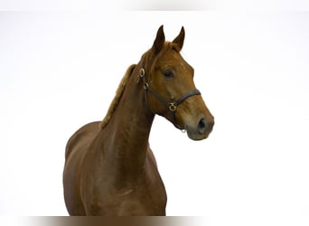 Anglo European Studbook, Mare, 3 years, 16,2 hh, Chestnut-Red