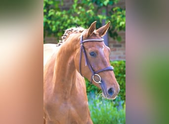 Anglo European Studbook, Mare, 3 years, 16 hh, Chestnut-Red