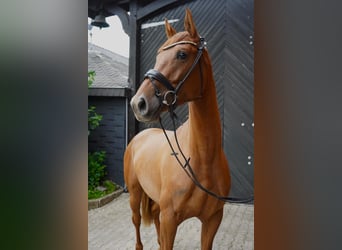 Anglo European Studbook, Mare, 3 years, 16 hh, Chestnut-Red