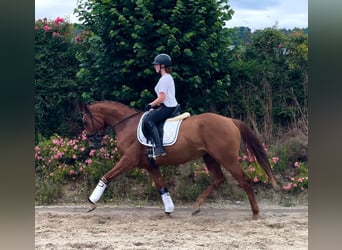 Anglo European Studbook, Mare, 3 years, 16 hh, Chestnut-Red