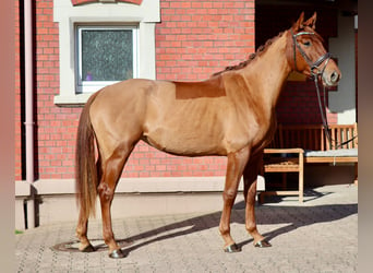 Anglo European Studbook, Mare, 3 years, 16 hh, Chestnut-Red