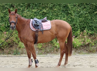 Anglo European Studbook, Mare, 3 years, 16 hh, Chestnut-Red