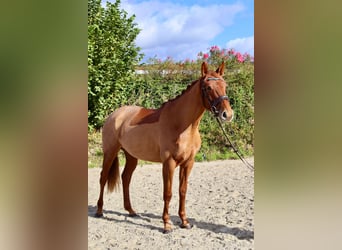 Anglo European Studbook, Mare, 3 years, 16 hh, Chestnut-Red