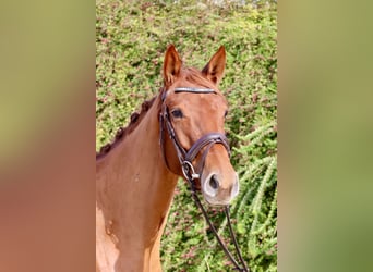 Anglo European Studbook, Mare, 3 years, 16 hh, Chestnut-Red