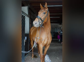 Anglo European Studbook, Mare, 3 years, 16 hh, Chestnut-Red